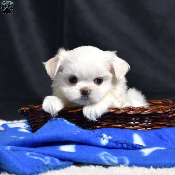 Callie, Maltese Puppy