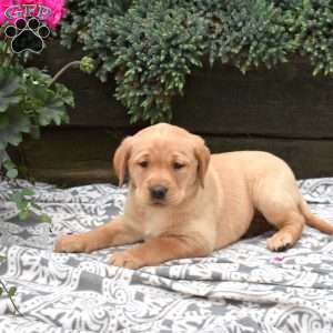 Callie, Yellow Labrador Retriever Puppy