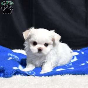 Callie, Maltese Puppy