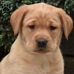 Callie, Yellow Labrador Retriever Puppy