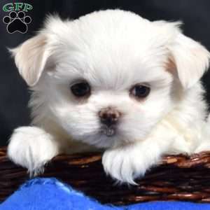 Callie, Maltese Puppy