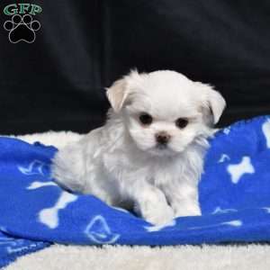 Callie, Maltese Puppy