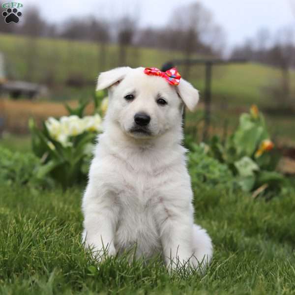 Callie, German Shepherd Puppy
