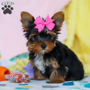 Callie, Yorkie Puppy