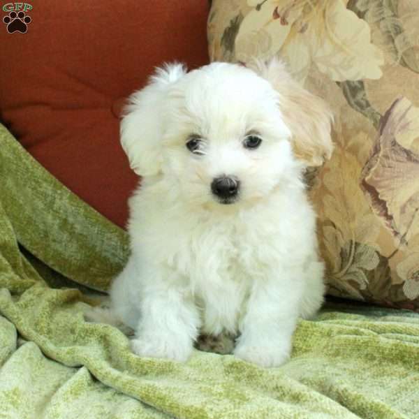 Candy, Havapoo Puppy