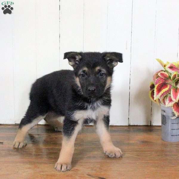 Candy, German Shepherd Puppy
