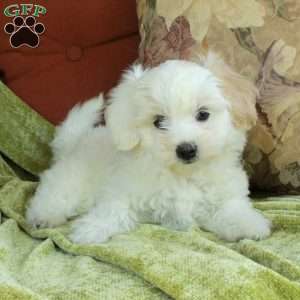 Candy, Havapoo Puppy