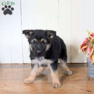 Candy, German Shepherd Puppy