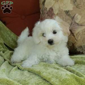 Candy, Havapoo Puppy