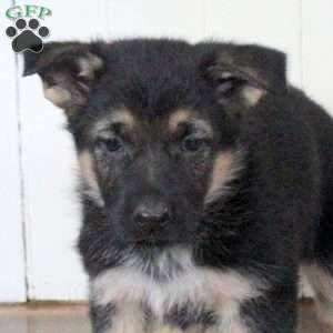 Candy, German Shepherd Puppy