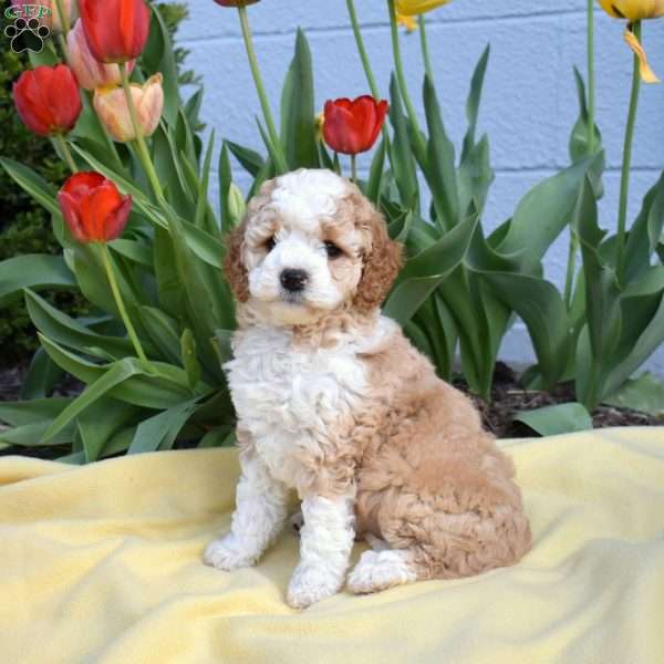 Capri, Miniature Poodle Mix Puppy