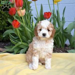 Capri, Miniature Poodle Mix Puppy