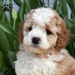 Capri, Miniature Poodle Mix Puppy