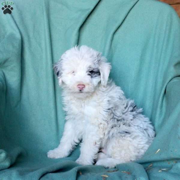 Captain, Mini Aussiedoodle Puppy
