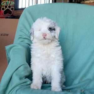 Captain, Mini Aussiedoodle Puppy