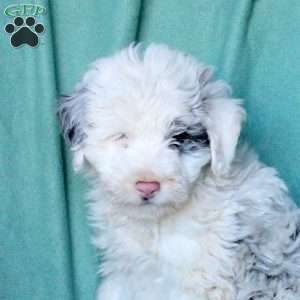 Captain, Mini Aussiedoodle Puppy