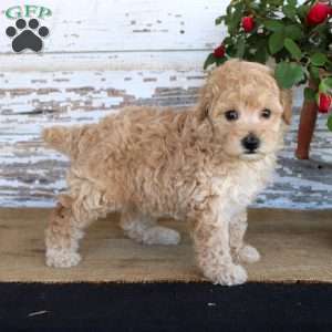 Caramel, Miniature Poodle Puppy