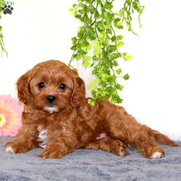 Carla, Cavapoo Puppy