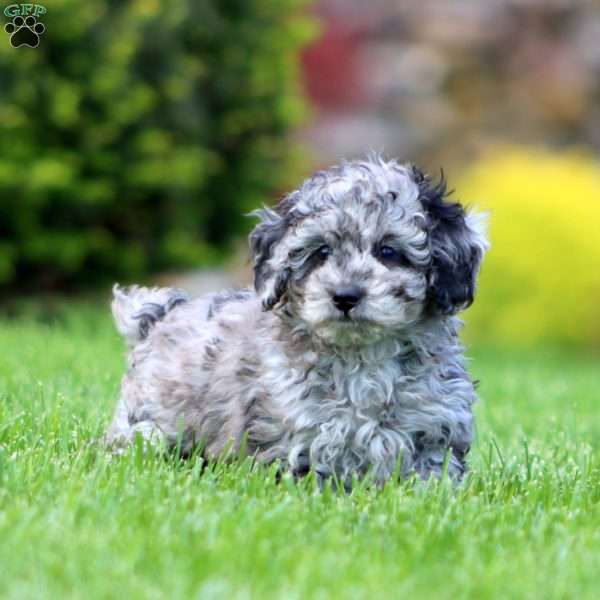Carla, Miniature Poodle Puppy