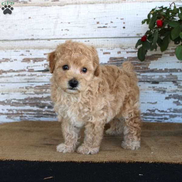 Caramel, Miniature Poodle Puppy