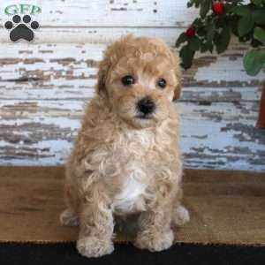Caramel, Miniature Poodle Puppy