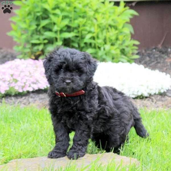 Carmen, Mini Goldendoodle Puppy