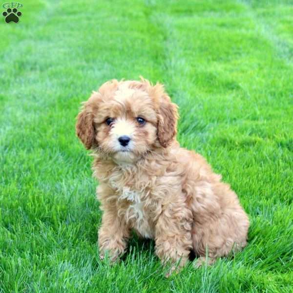 Carmen, Cavapoo Puppy