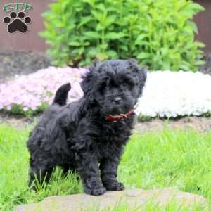 Carmen, Mini Goldendoodle Puppy