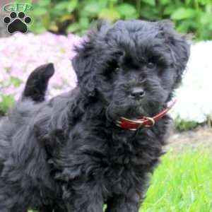 Carmen, Mini Goldendoodle Puppy