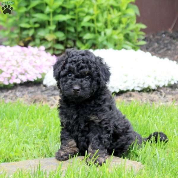 Carson, Mini Goldendoodle Puppy