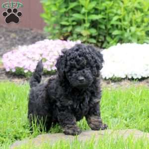 Carson, Mini Goldendoodle Puppy