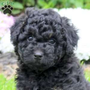 Carson, Mini Goldendoodle Puppy
