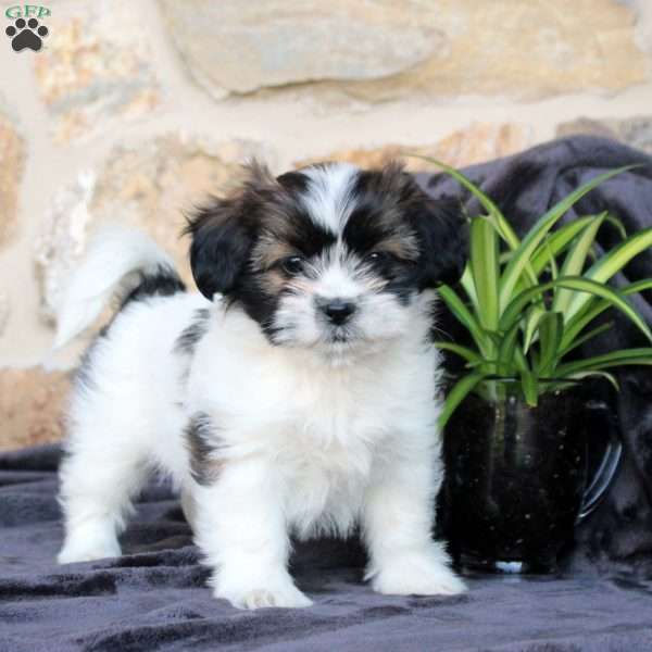 Carter, Teddy Bear Puppy