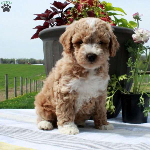 Carter, Cavapoo Puppy
