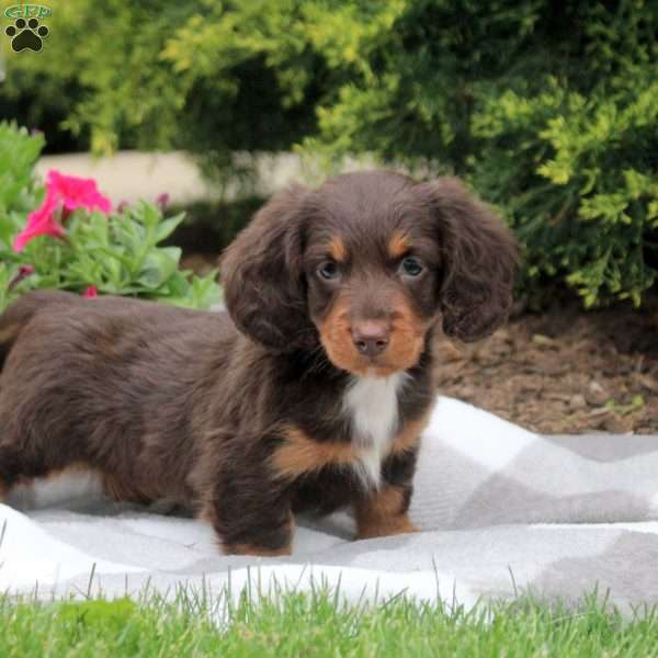 Carter, Dachshund Puppy