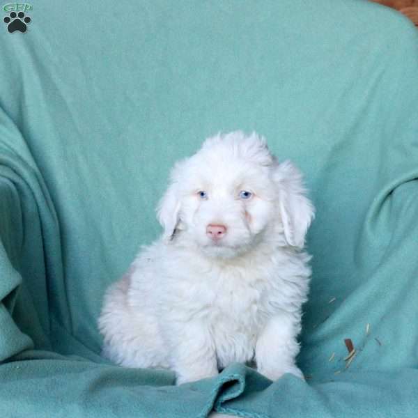 Carter, Mini Aussiedoodle Puppy