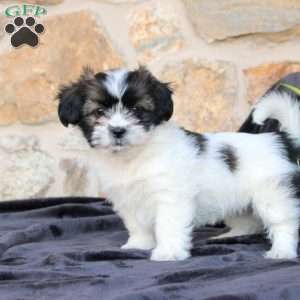 Carter, Teddy Bear Puppy