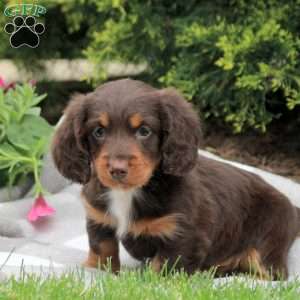 Carter, Dachshund Puppy