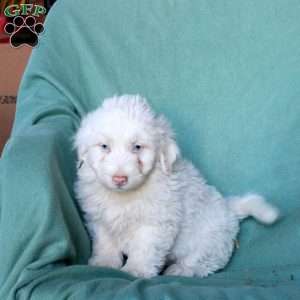 Carter, Mini Aussiedoodle Puppy