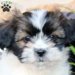 Carter, Teddy Bear Puppy