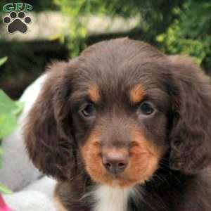 Carter, Dachshund Puppy