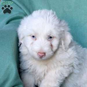 Carter, Mini Aussiedoodle Puppy