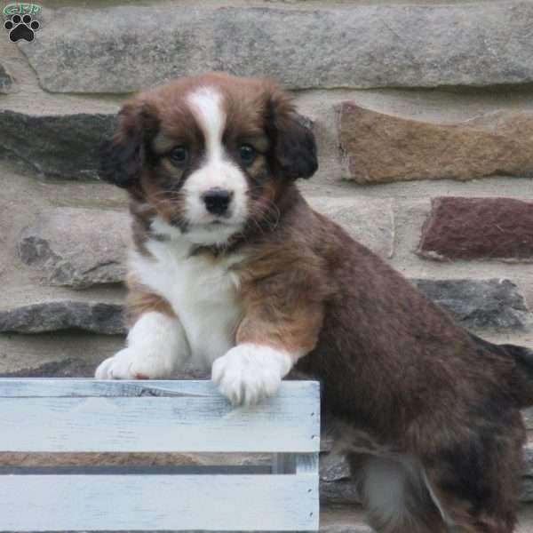 Carter, Cavalier King Charles Mix Puppy