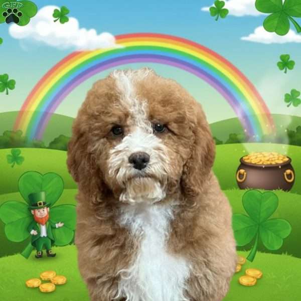 Carter, Cockapoo Puppy