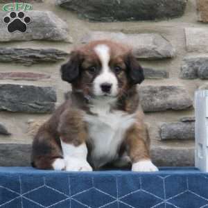 Carter, Cavalier King Charles Mix Puppy