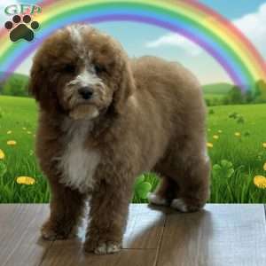 Carter, Cockapoo Puppy