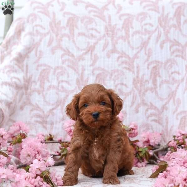 Carter, Mini Goldendoodle Puppy