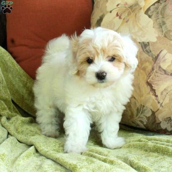 Casey, Havapoo Puppy