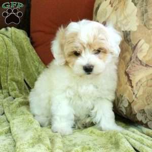 Casey, Havapoo Puppy