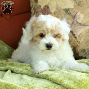 Casey, Havapoo Puppy